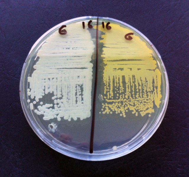 Isolating bacterial strains