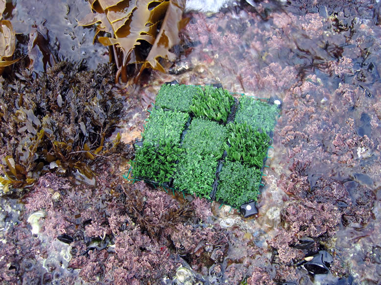 Complex artificial habitat, Chowder bay, Australia