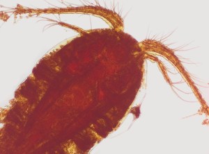 Copepods (e.g. Acanthocyclops sp)